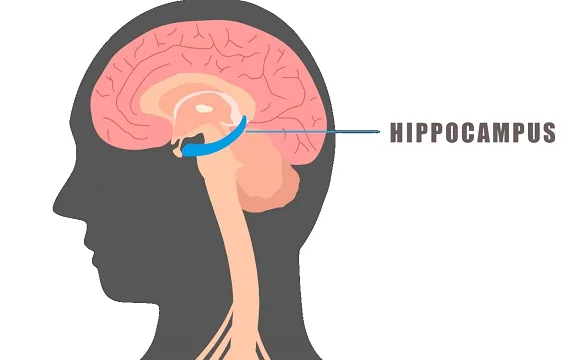 The Hippocampus